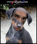 homme chien